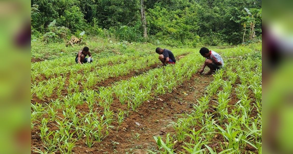 TNI Manunggalkan Warga Kbusdori: Lahan Tidur Berubah Jadi Kebun Produktif