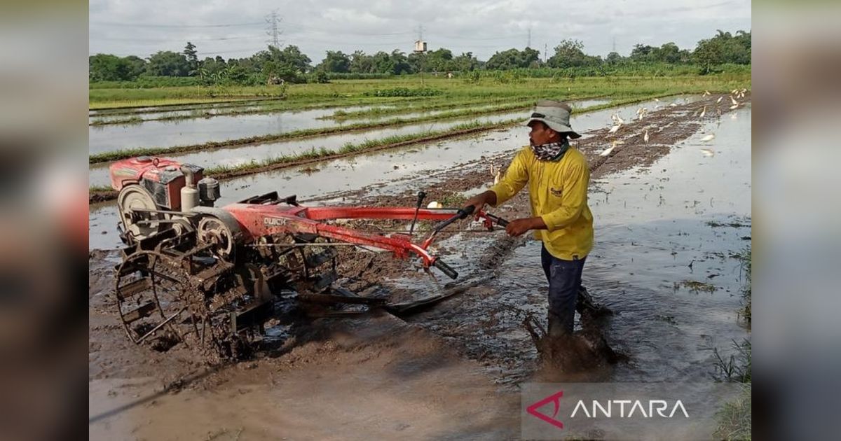Prognosa Produksi Gabah Bantul Februari-April 2025 Capai 64.245 Ton, Surplus Pangan Terjamin?