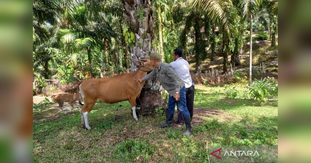 Vaksinasi PMK di Mukomuko Capai 1.753 Dosis, Target Ramadhan Belum Tercapai
