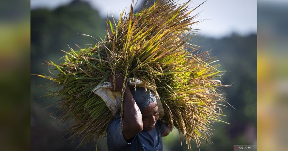 Quo Vadis Transformasi Pertanian Indonesia? Ancaman Krisis Pangan dan Solusi Jitu