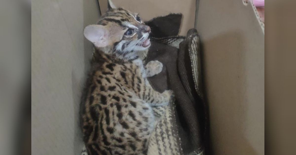 Kucing Hutan Disita di Bakauheni, Pemiliknya Tak Tahu Statusnya Dilindungi
