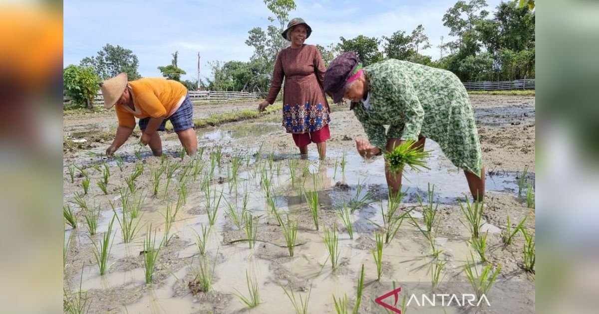 Produksi Padi Papua Barat Turun, BPS Ungkap Penyebabnya