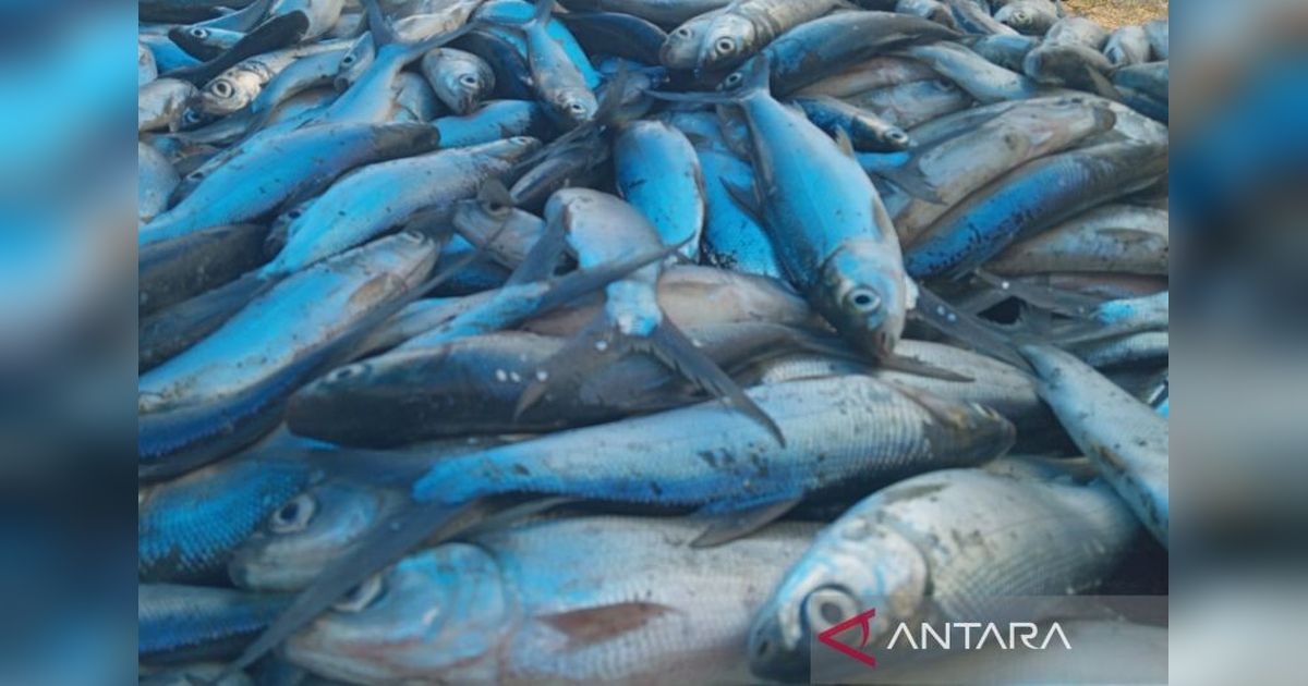 Produksi Perikanan Indramayu Capai 523 Ribu Ton, Kontribusi Terbesar di Jabar!