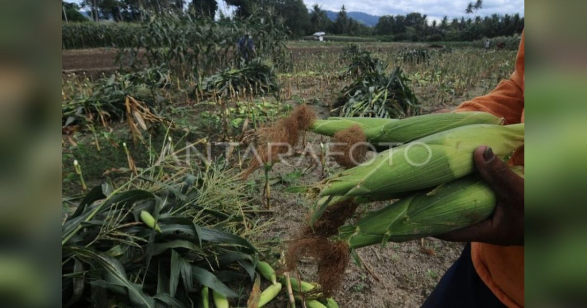 Produksi Jagung Kalteng Melonjak 75 Persen di 2024!