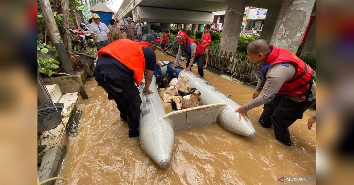 Dramatis! 15 Kambing Dievakuasi Tim Gulkarmat Jaksel dari Banjir Rawajati