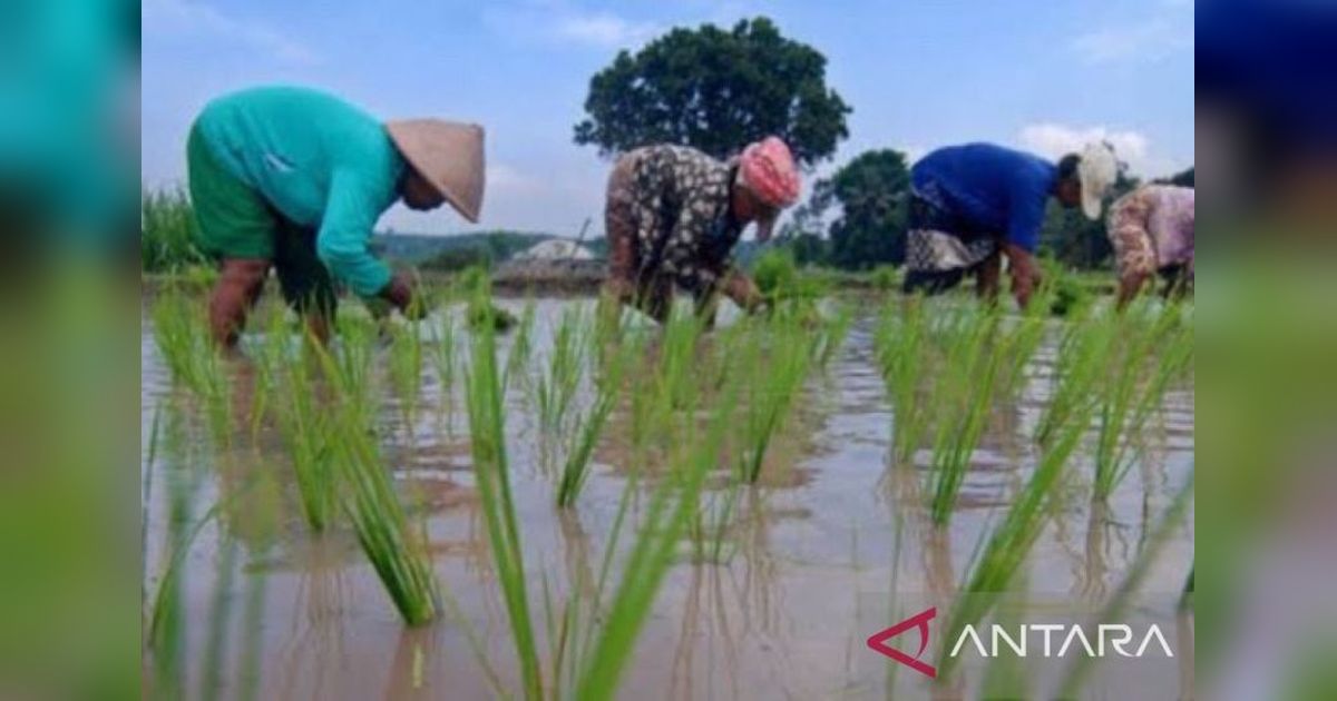 Maluku Genjot Penanaman Padi 27 Ribu Hektare, Target Swasembada Pangan Nasional Terlampaui?