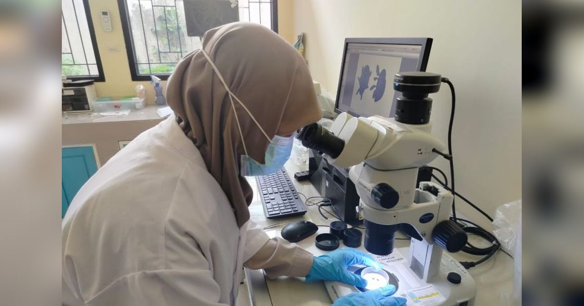 BKHIT Maluku Periksa Mangga Cegah Penyebaran Hama, Ratusan Buah Tak Layak Edar