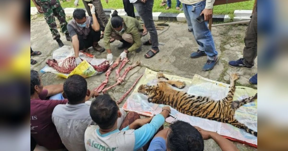 Pembunuhan Harimau Sumatera di Rohul: Diduga Dilakukan Secara Profesional