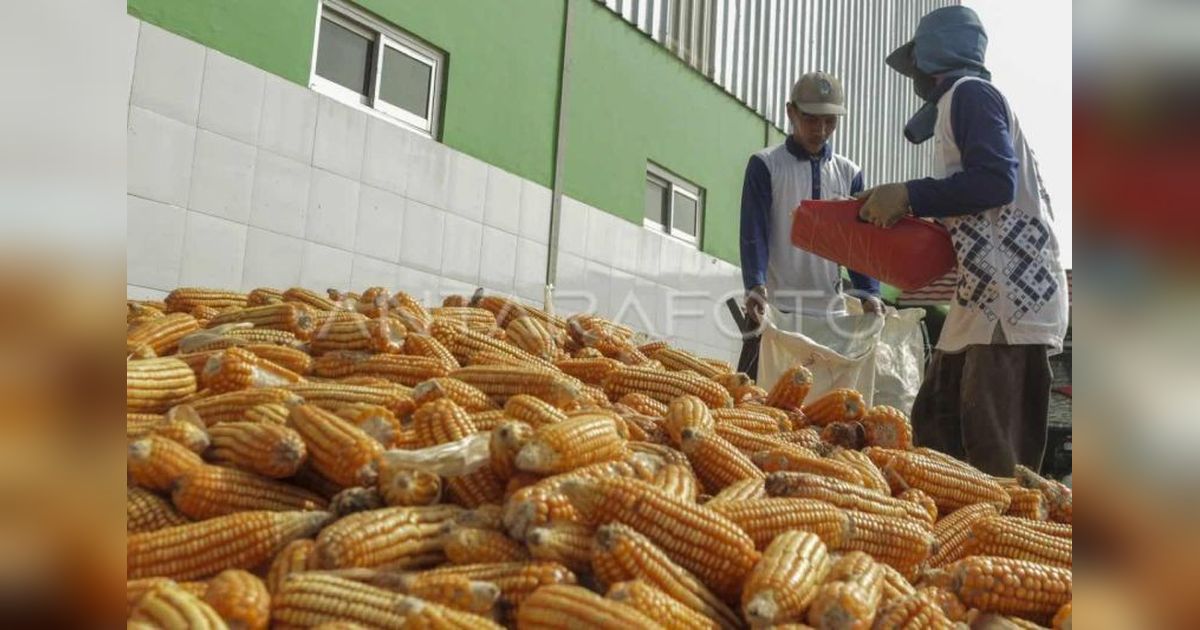BPS Aceh Proyeksi Produksi Jagung Melonjak Awal 2025: Capai 12 Ribu Ton!