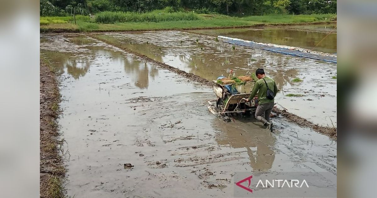 Bantul Rehabilitasi 8 Daerah Irigasi untuk Tingkatkan Produksi Pertanian