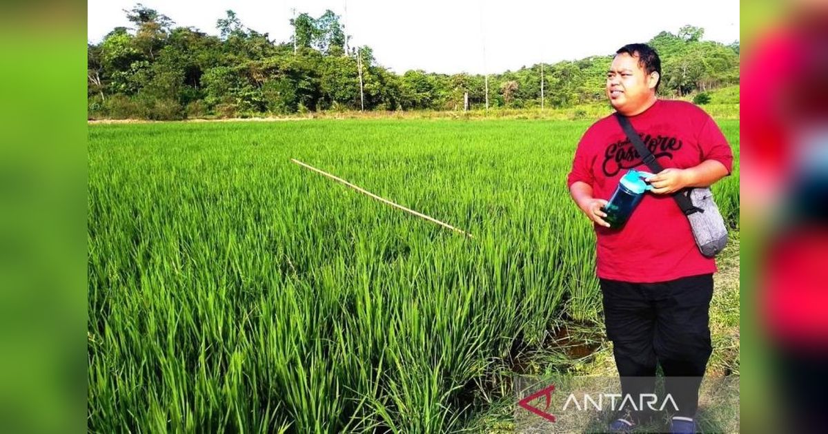 Produksi Padi Kaltim 2024 Melonjak: Naik Hampir 10 Persen!