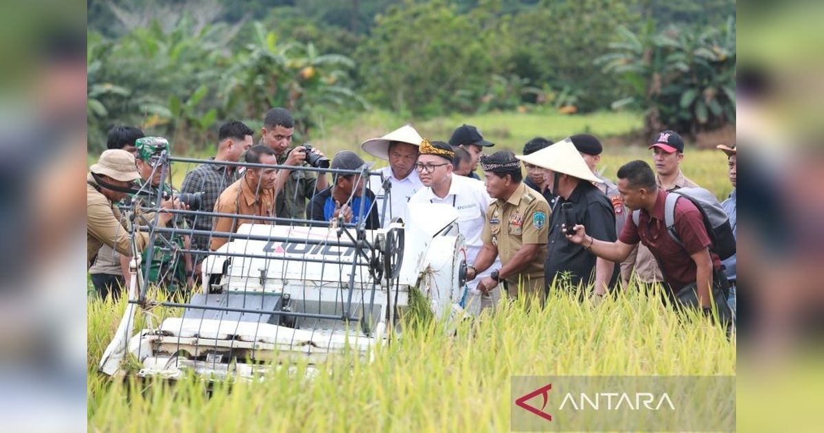 Produksi Padi Kaltara Melonjak 27 Persen di 2024, BPS Ungkap Potensi Penurunan di Awal 2025