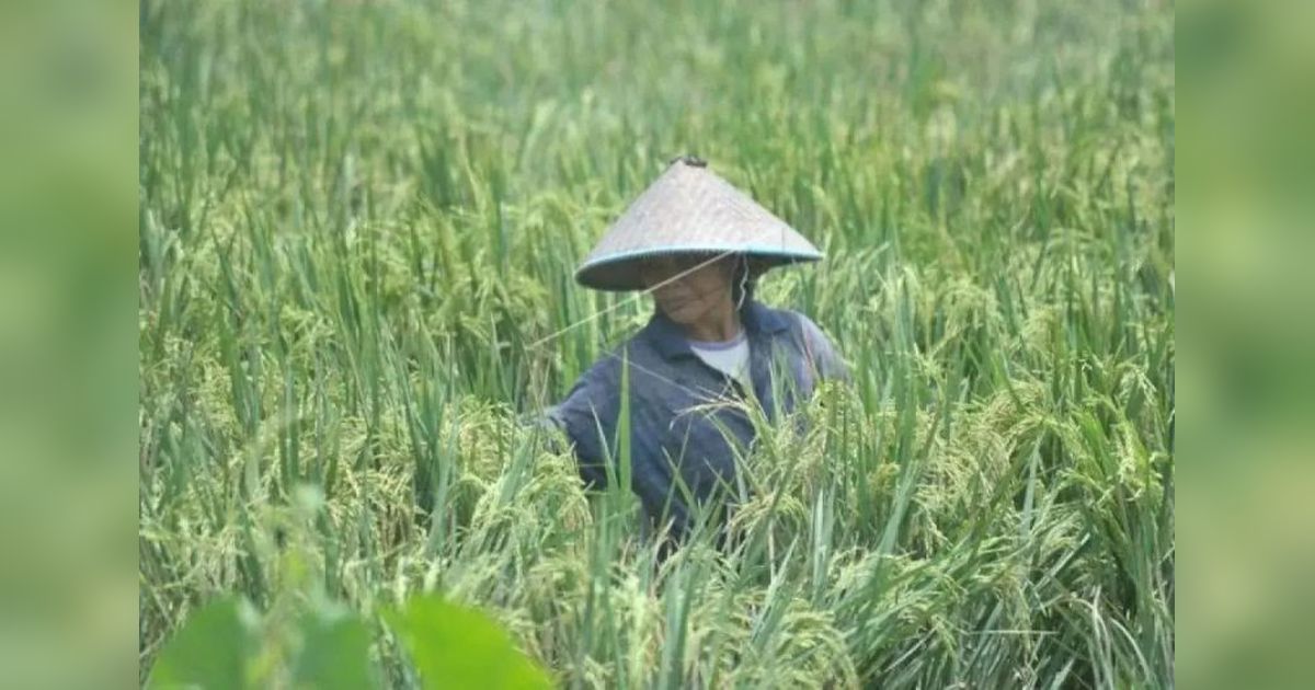 Produksi Padi Sumsel Tahun 2024 Meningkat 2,71 Persen