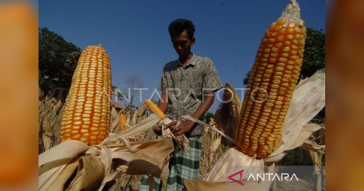 Produksi Jagung Sulut Melonjak 35,79 Persen di 2024!