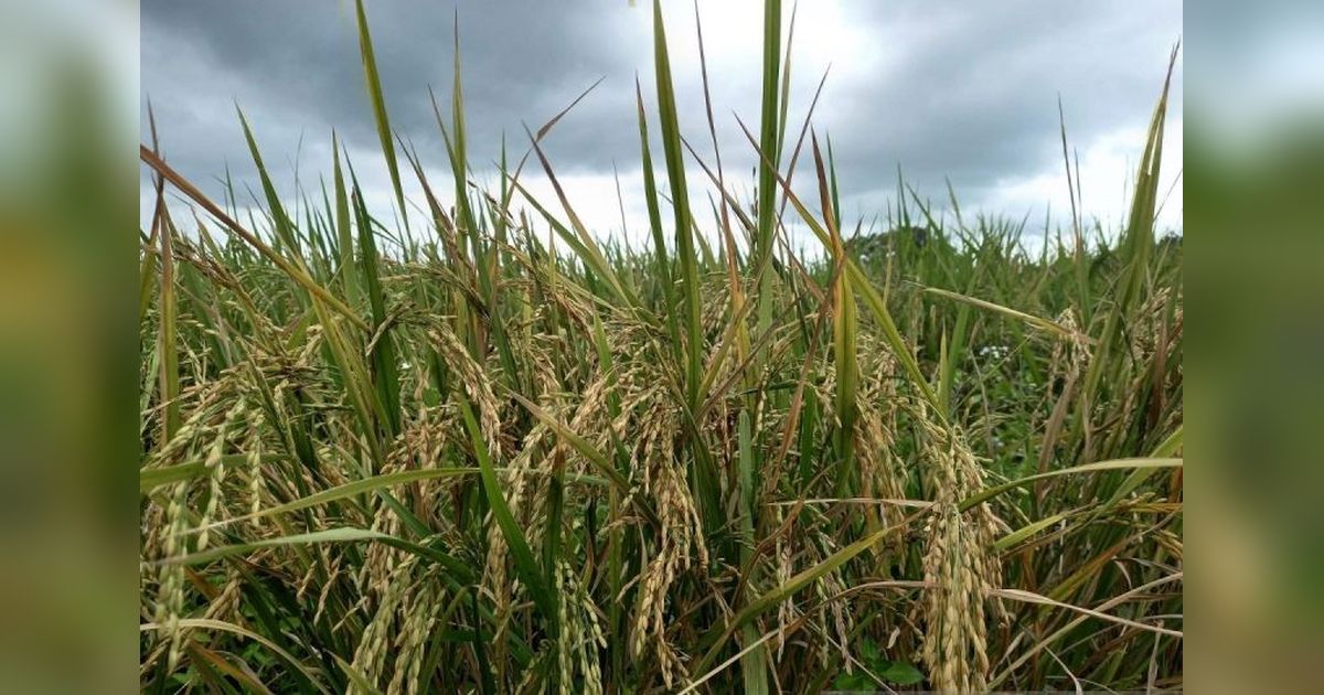 Produksi Beras Sulut Melonjak 15%! Petani Raih Hasil Maksimal di 2024