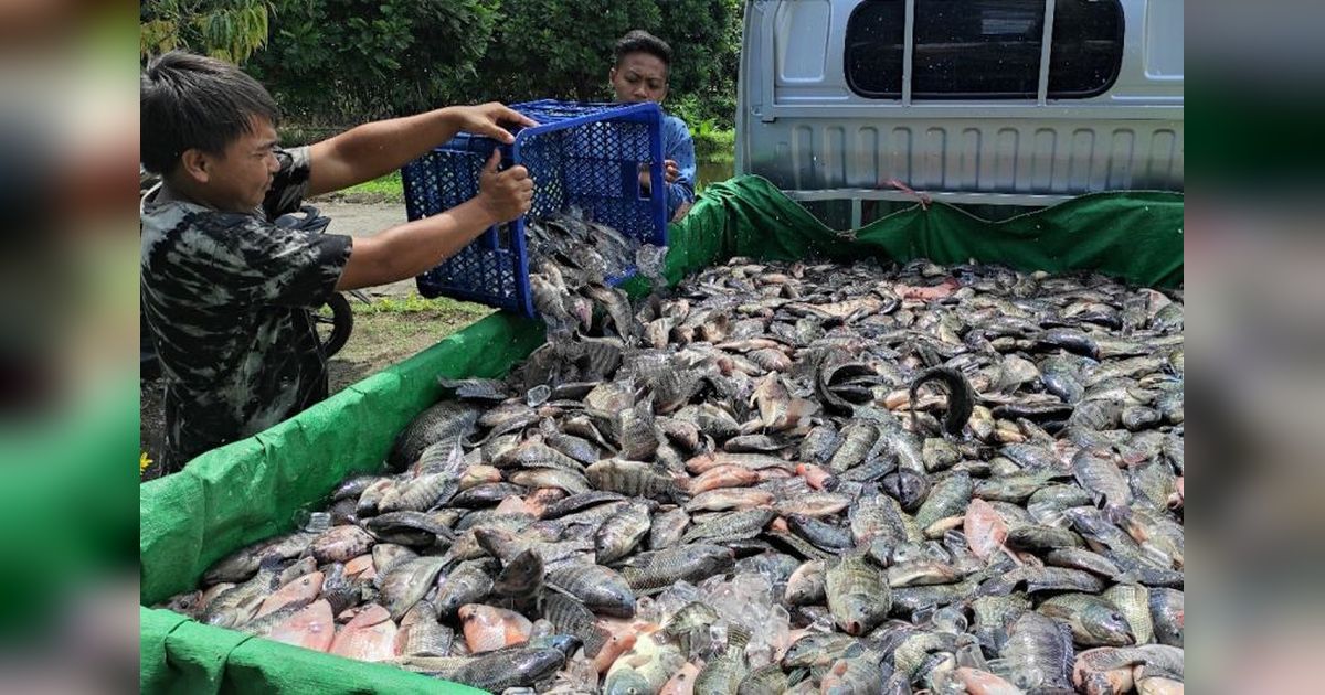KKP Pacu Produksi Ikan Budi Daya untuk Penuhi Kebutuhan Ramadhan