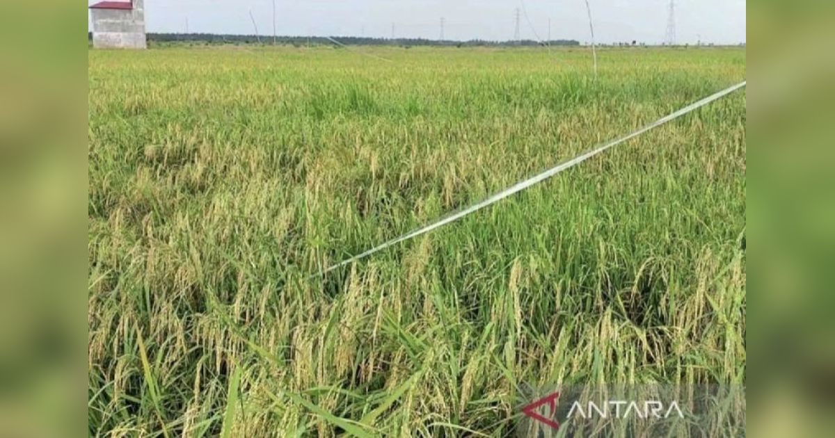 Kotim Raih Produksi Padi 41.631 Ton di Tahun 2024
