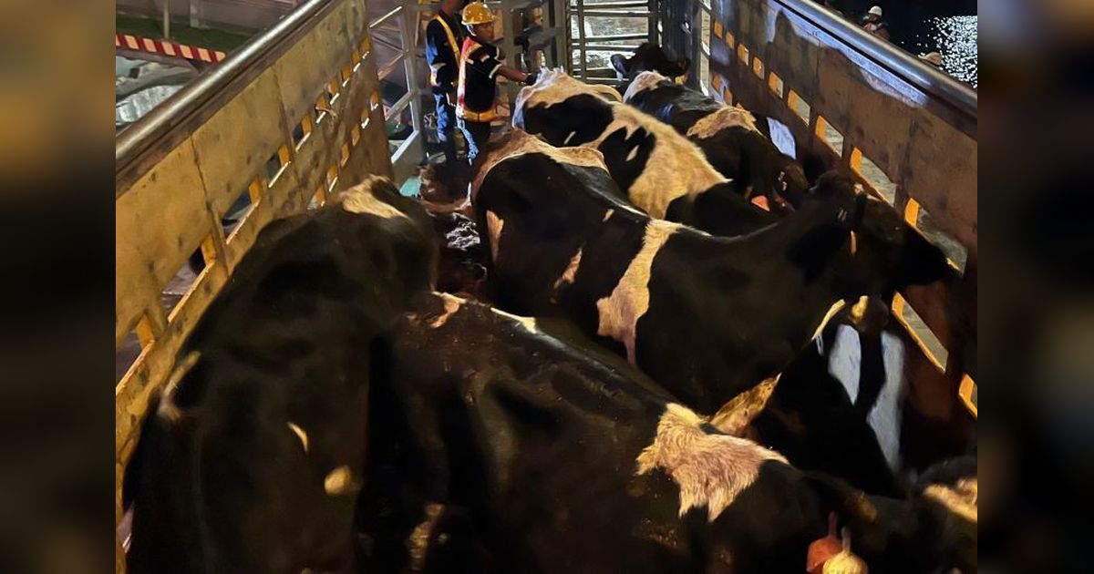 1.250 Bibit Sapi Perah Australia Tiba di Indonesia, Dorong Produksi Susu Nasional