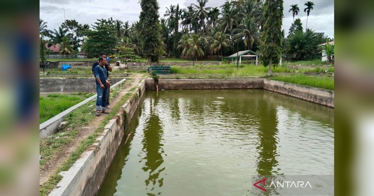 Mukomuko Naikkan Target Produksi Ikan Air Tawar Jadi 8.611 Ton!