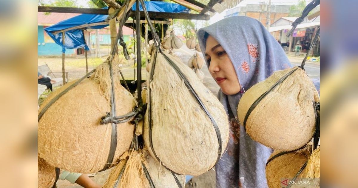 Produksi Kelapa Dalam Aceh Barat Capai 1.293,57 Ton per Tahun
