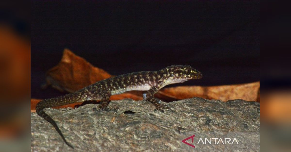 BRIN Temukan Spesies Gecko Baru di Jawa Timur: Cyrtodactylus pecelmadiun