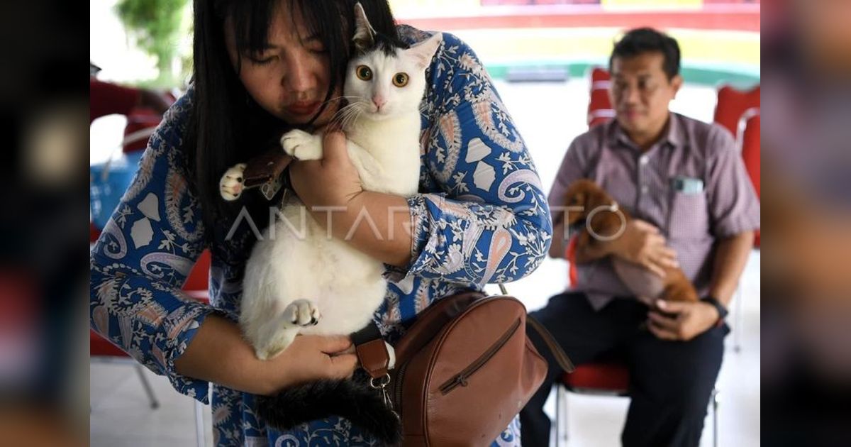 Jakarta Bercita-cita Jadi Kota Ramah Hewan, Gubernur Usul 'Pulau Kucing'!