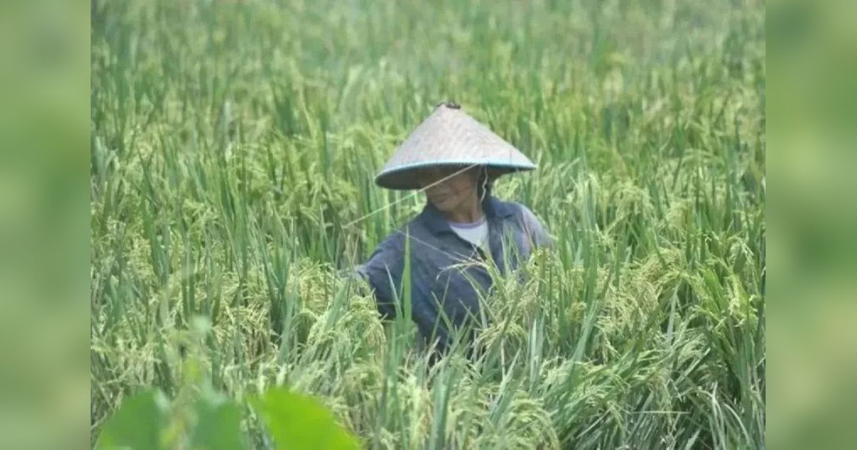 Banjir Sumsel Tak Pengaruhi Produksi Padi, Klaim DPTPH