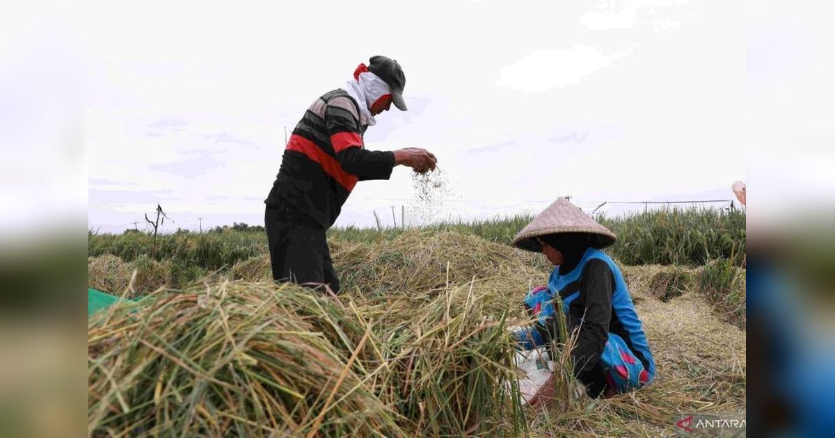 Target Produksi Gabah Bekasi 500.000 Ton di 2025: Infrastruktur dan Kerjasama Jadi Kunci