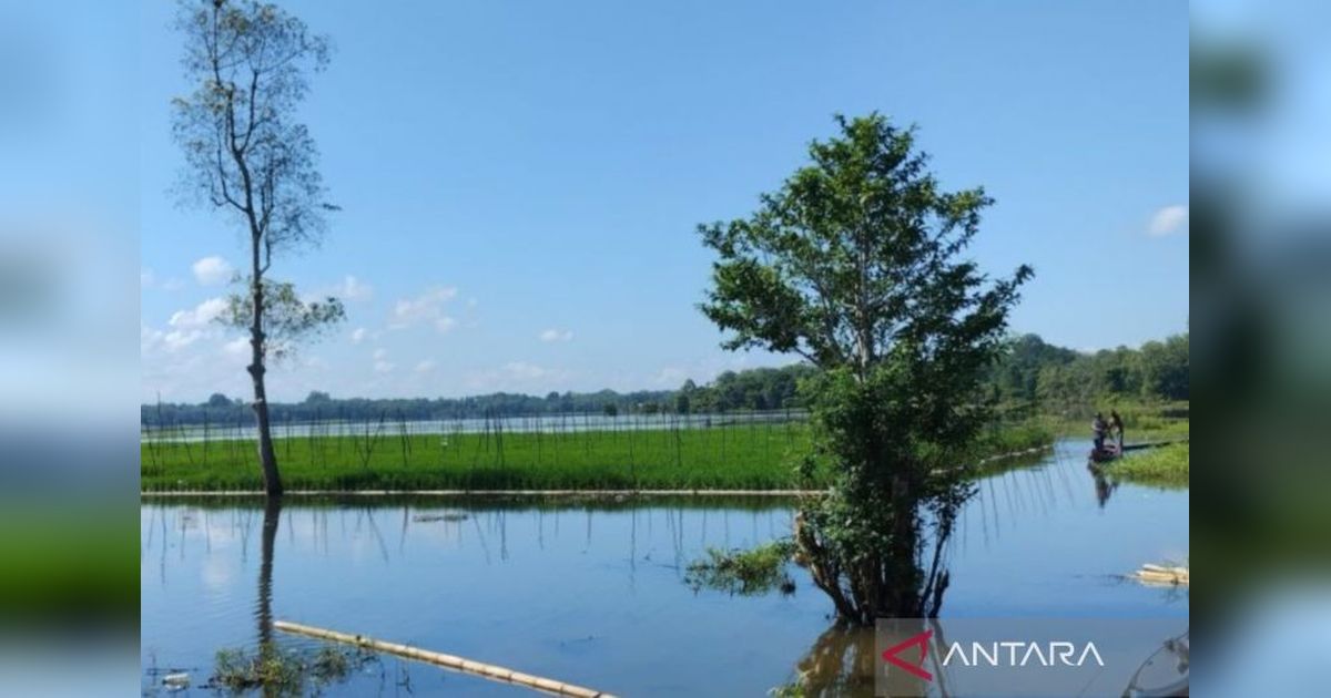 Padi Apung di Kelua, Tabalong: Inovasi Pertanian di Lahan Lebak