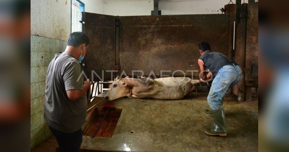 Pemprov Aceh Dukung Penuh Sertifikasi Halal RPH: Pastikan Jaminan Produk Halal dan Keamanan Pangan