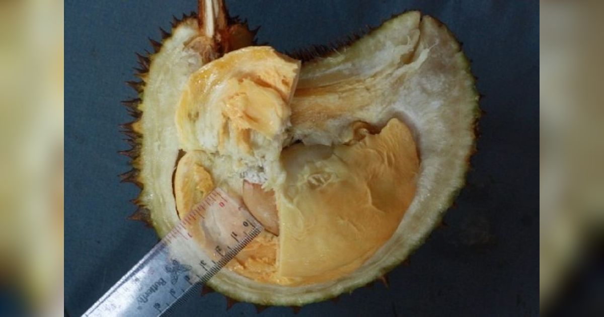 Durian Tembaga Bangka Barat Resmi Terdaftar sebagai SDG, Harganya Fantastis!