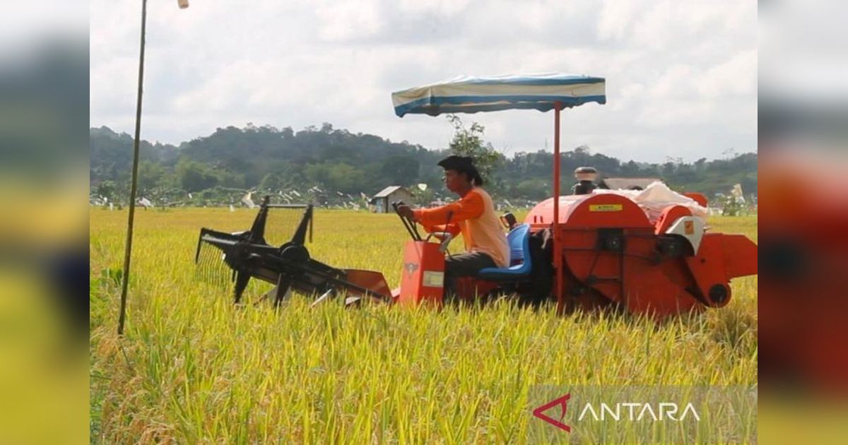 Kukar Rajanya Padi Kaltim: Produksi Melonjak, Capai 106 Ribu Ton!