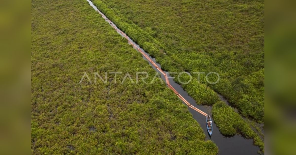 Organisasi Lingkungan Desak Revisi UU Kehutanan yang Holistik dan Progresif