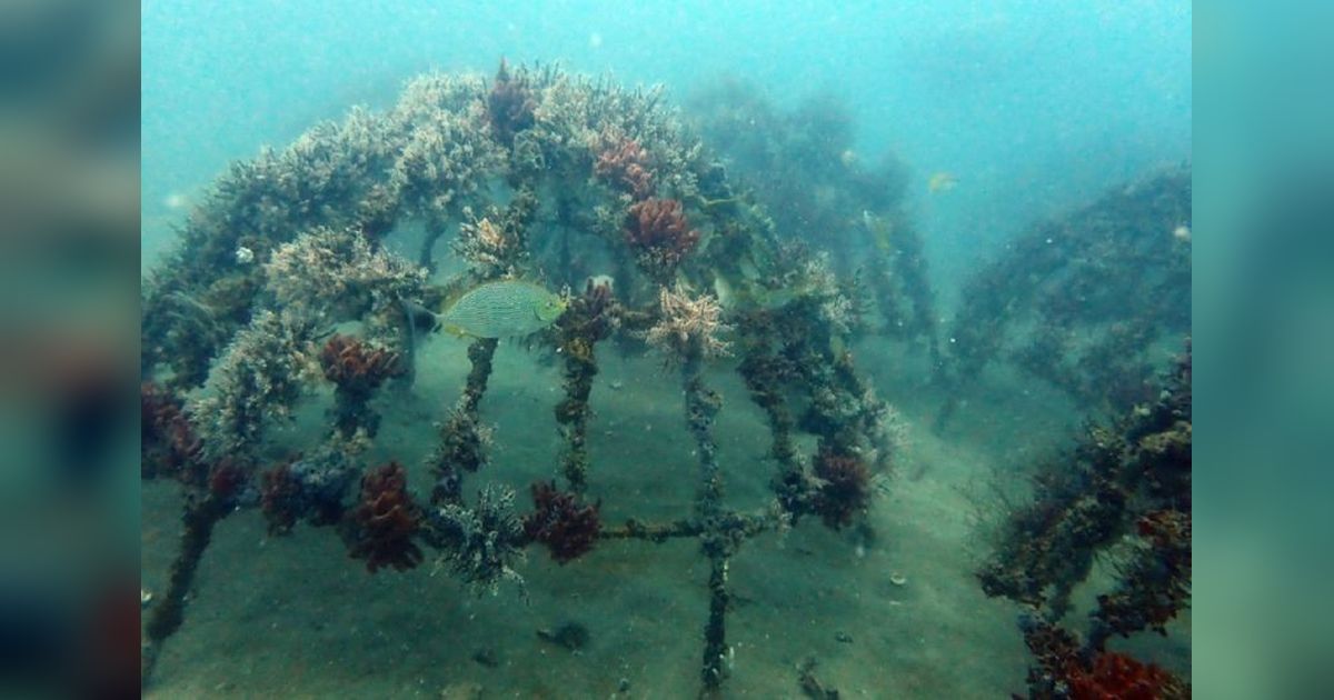 Sukses! Terumbu Karang Buatan PT Timah di Rambak Bertransformasi Jadi Habitat Laut
