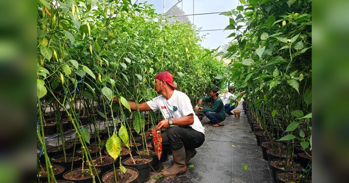 Pemprov DKI Jakarta Kembangkan Budidaya Pangan di Taman Kota: Sulap Jalur Hijau Jadi Kebun Produktif