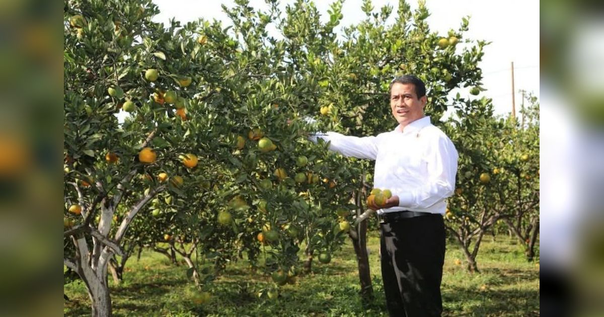 Kementan Dampingi Petani Jeruk Tingkatkan Produktivitas, Bantah Klaim Produktivitas Rendah