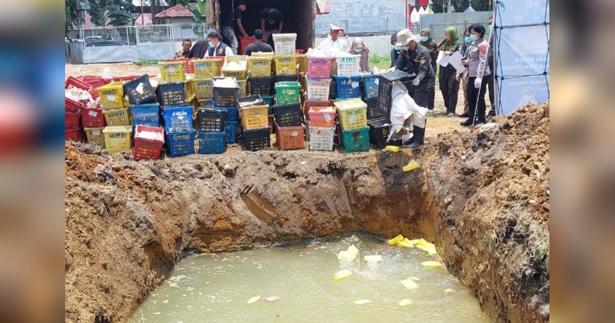 Polda Sumut Musnahkan 4 Ton Mangga Ilegal Asal Thailand: Ancaman Kesehatan Masyarakat?