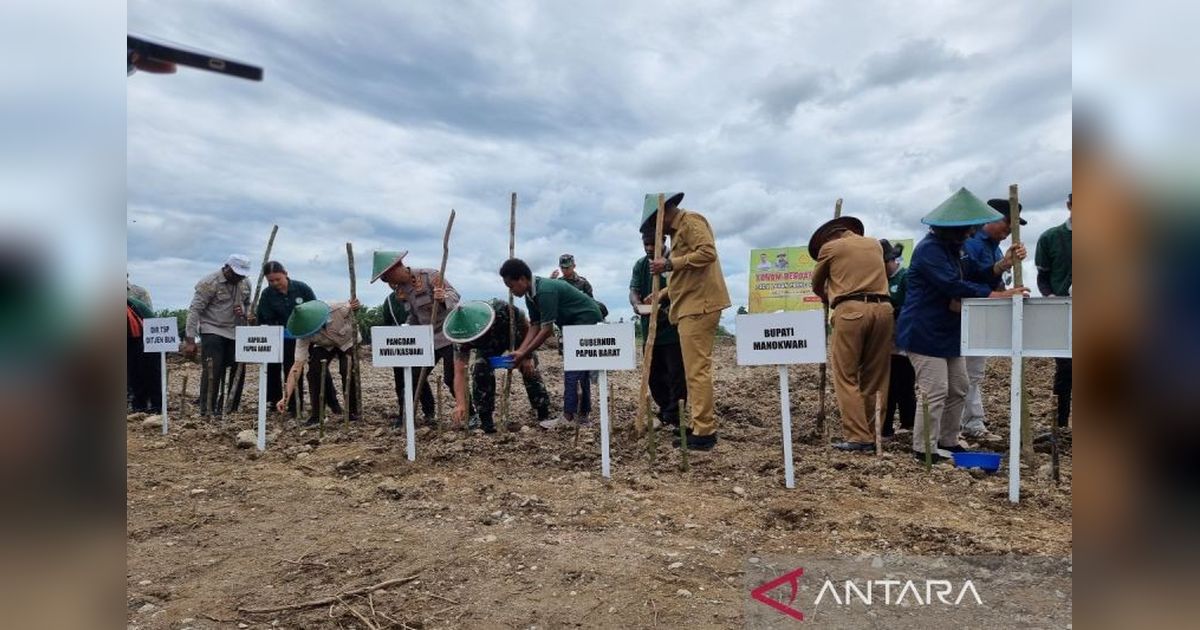 Papua Barat Targetkan Produksi Beras 8 Ribu Ton dari 1.505 Hektare Lahan Kering
