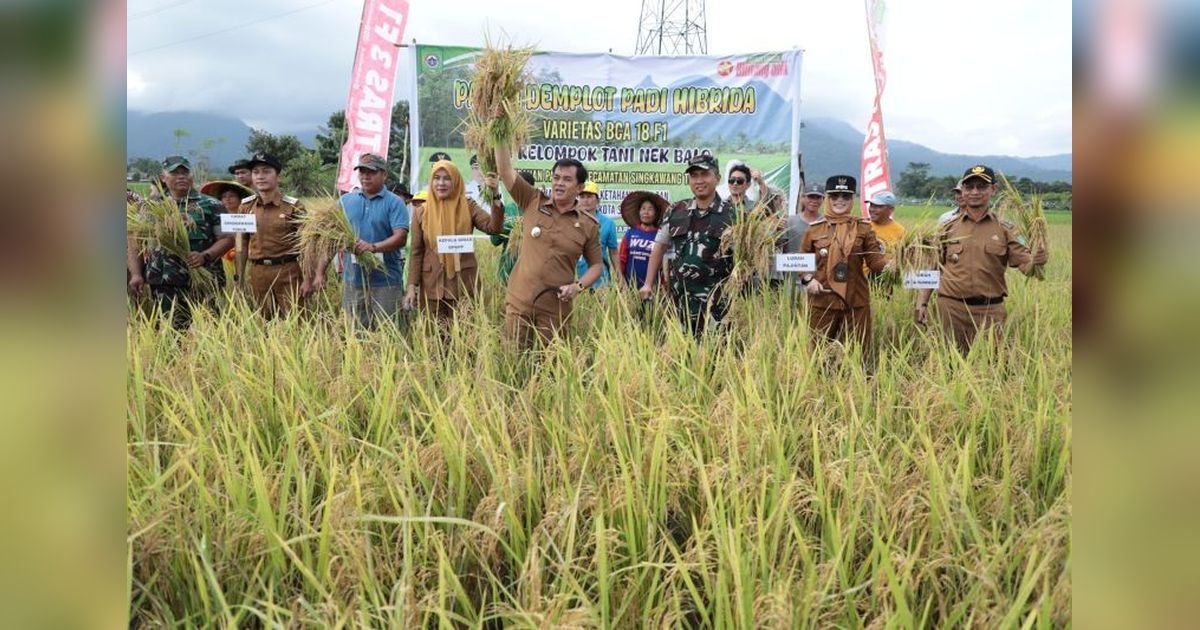 Produksi Padi Kalbar Tembus 221.153 Ton di Awal 2025, Target Sejuta Ton Mendekat?