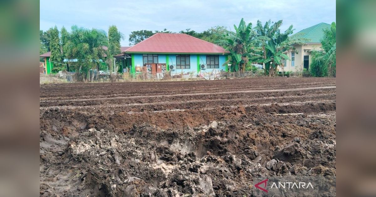 Mukomuko Targetkan Tanam Jagung 462 Ha di 2025, Dukung Ketahanan Pangan Nasional