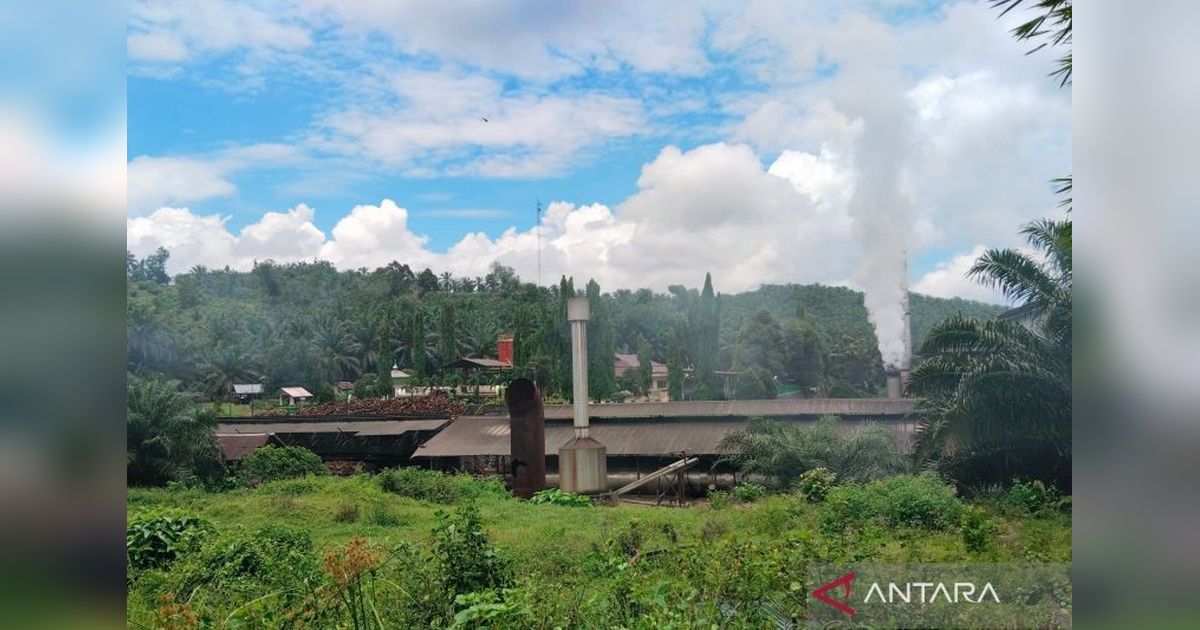 3 Pabrik Sawit Mukomuko Kembali Beroperasi Usai Libur Lebaran