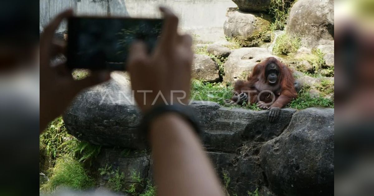 GL Zoo Yogyakarta Tembus 34.500 Pengunjung Selama Lebaran 2025!