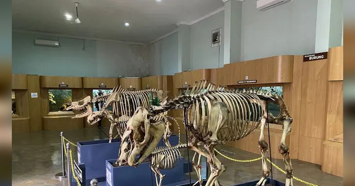 Renovasi Museum Zoologi Bogor Telah Rampung, Kini Tampil Lebih Modern Lengkap Setelah 130 Tahun