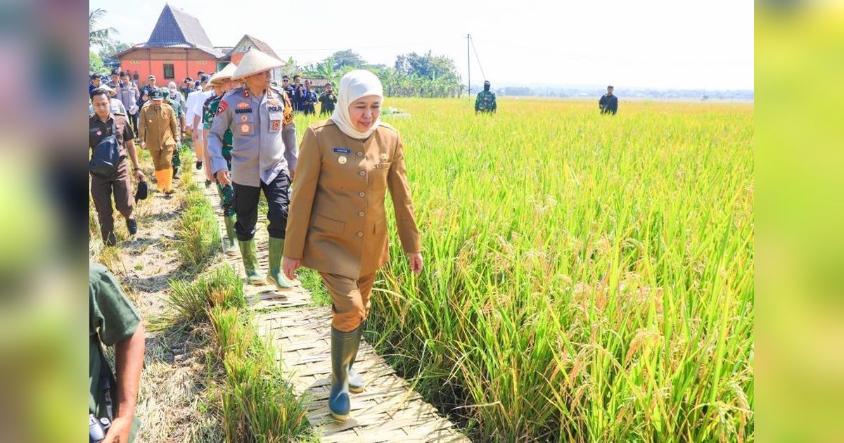 Jatim Pertahankan Peran sebagai Lumbung Pangan Nasional, Produksi Padi Meningkat