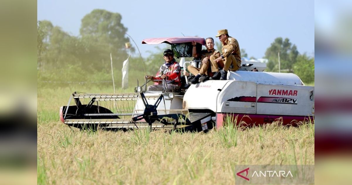 Presiden Minta Kalsel Tingkatkan Produksi Gabah Tiga Kali Lipat