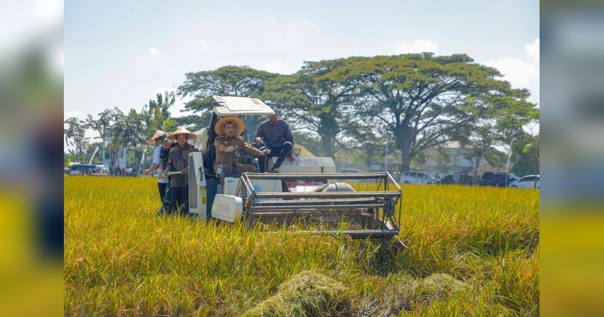 Jateng Optimistis Raih Produksi Padi 11,8 Juta Ton di 2025