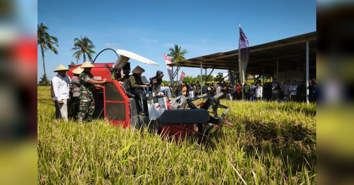 Bulog Wajib Beli Gabah Petani seharga Rp6.500/kg, Kata Bupati Lombok Timur