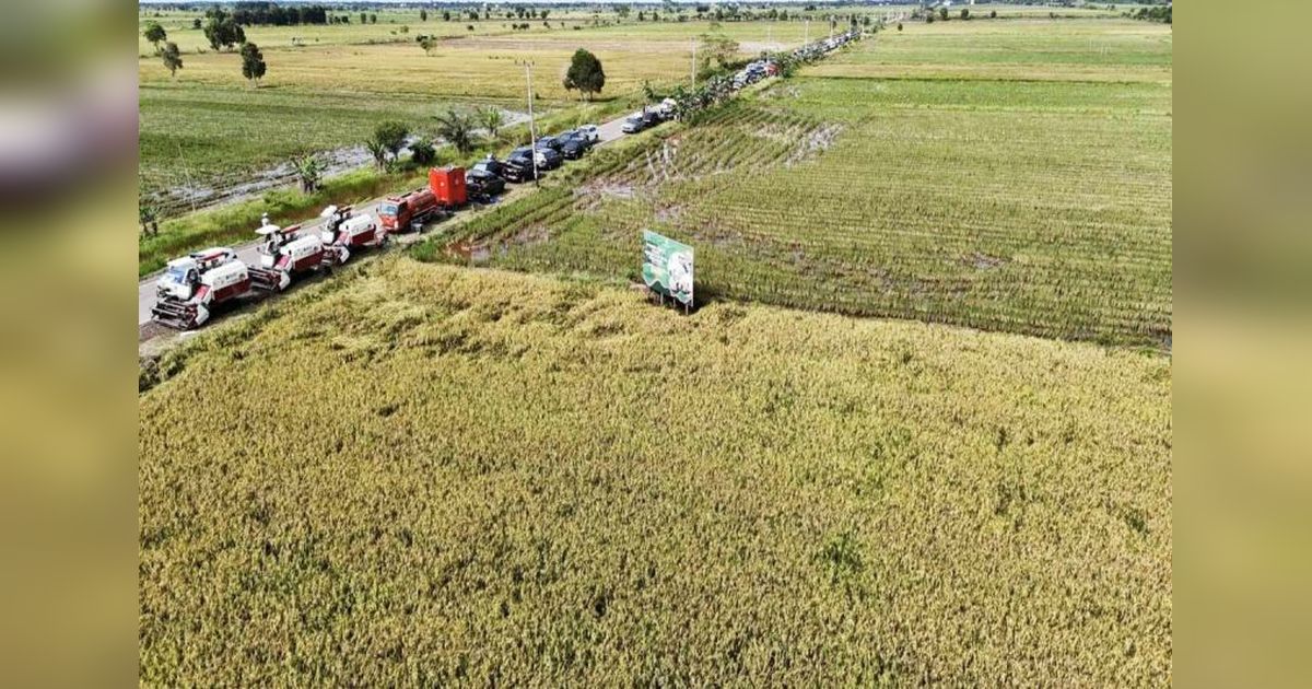 Produksi Beras Kalteng Capai 22.420 Ton, BPS Ungkap Potensi Pertanian