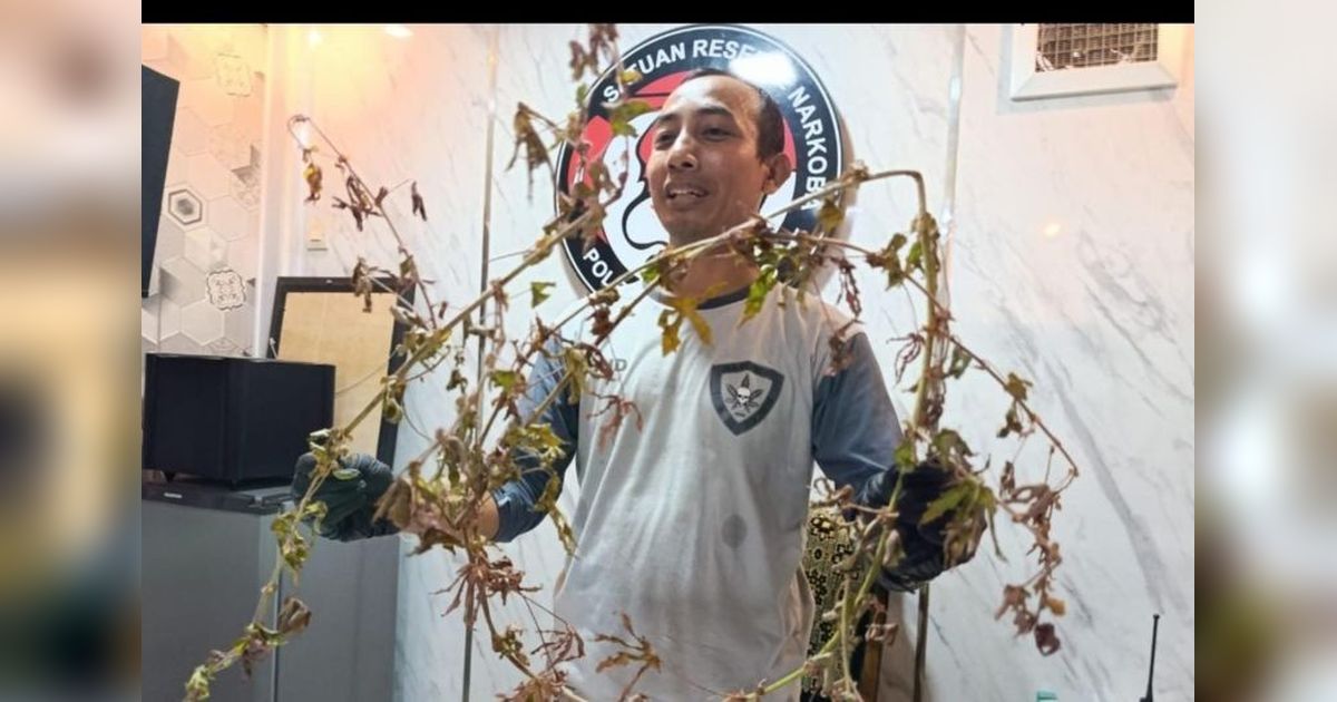 Tanaman Mirip Ganja di Ponorogo Ternyata Kenaf, Polres Beri Klarifikasi