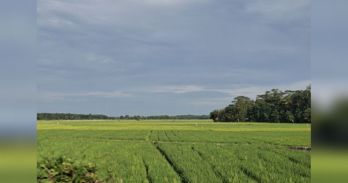 Bulog Lampung Tetap Serap Gabah Petani Terdampak Cuaca Buruk